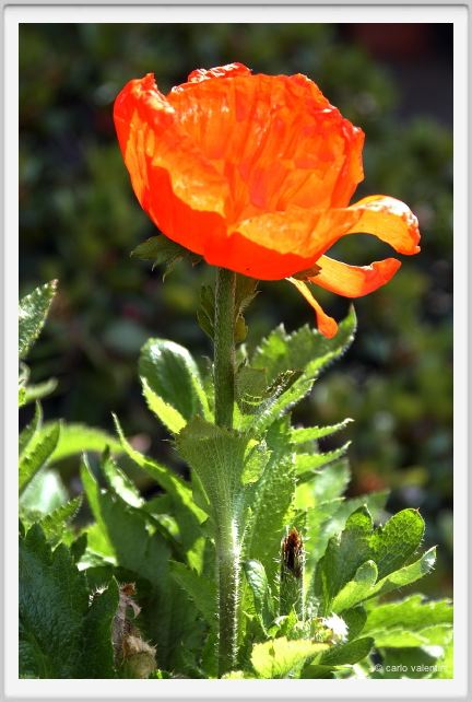 papaver_orientale02