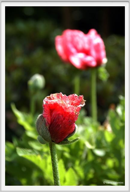 papaver_orientale04