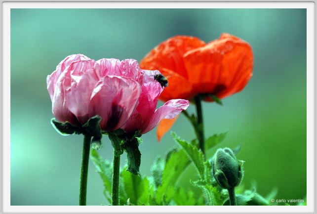 papaver_orientale07