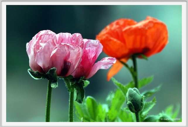 papaver_orientale08