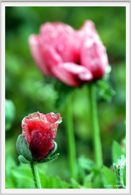 papaver_orientale11