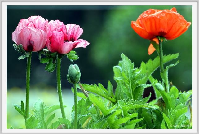 papaver_orientale12