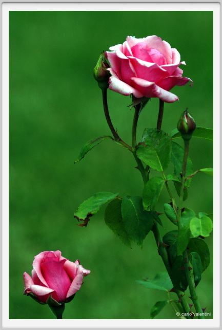rosa_carina