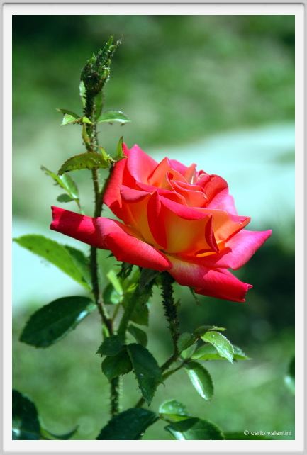 rosa_con_afidi1