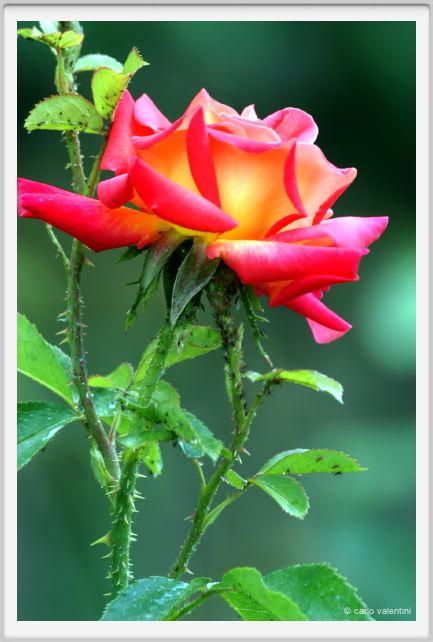 rosa_con_afidi2