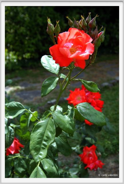 rosa_fred_loads1