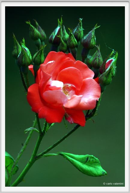 rosa_fred_loads2