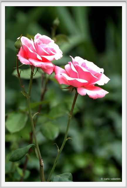 rosa_queen_elizabeth1