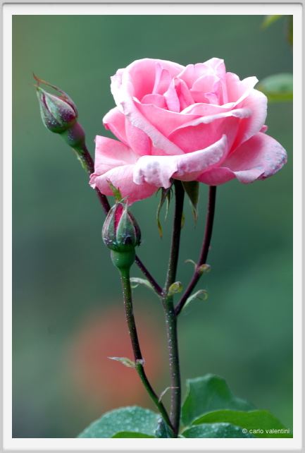rosa_queen_elizabeth2