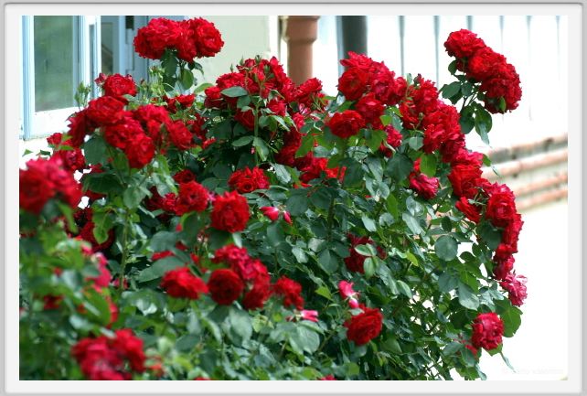 rose_rosse