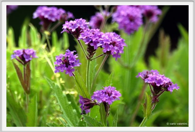 verbena_venosa1