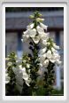 digitalis_purpurea