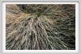 festuca_glauca