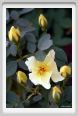 fiori_aicha2
