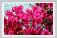 fiori_azalea1
