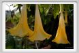 fiori_datura_cloranta