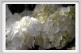 fiori_ortensia