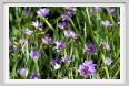 fiori_sisyrynchium