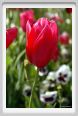fiori_tulipani1
