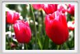 fiori_tulipani2