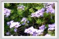 fiori_verbena_pulchella
