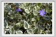 fiori_vinca_major_variegata