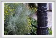 giardino_delle_rose07