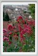 giardino_delle_rose2a