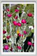 lychnis_coronaria