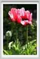 papaver_orientale01