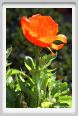 papaver_orientale02