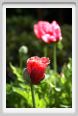 papaver_orientale04