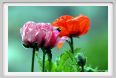 papaver_orientale07