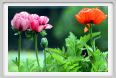 papaver_orientale12