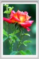 rosa_con_afidi2