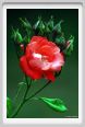 rosa_fred_loads2