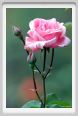 rosa_queen_elizabeth2