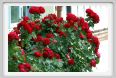 rose_rosse