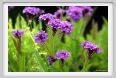 verbena_venosa1