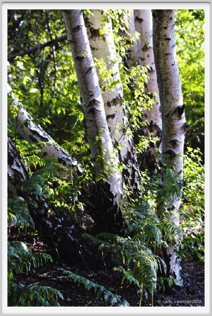 santa_barbara_bosco13