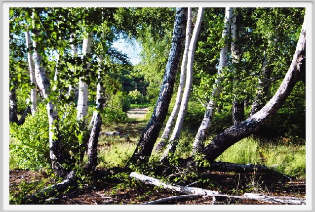 santa_barbara_bosco14