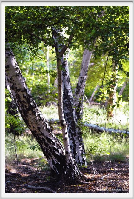 santa_barbara_bosco01