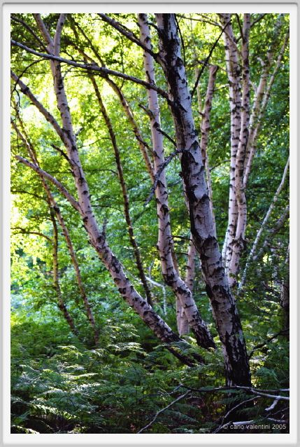 santa_barbara_bosco04