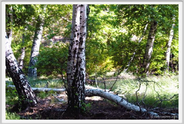 santa_barbara_bosco05
