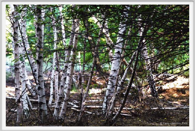 santa_barbara_bosco06