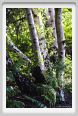 santa_barbara_bosco13