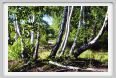 santa_barbara_bosco14