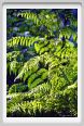 santa_barbara_felce3