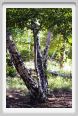 santa_barbara_bosco01