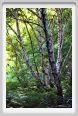 santa_barbara_bosco04